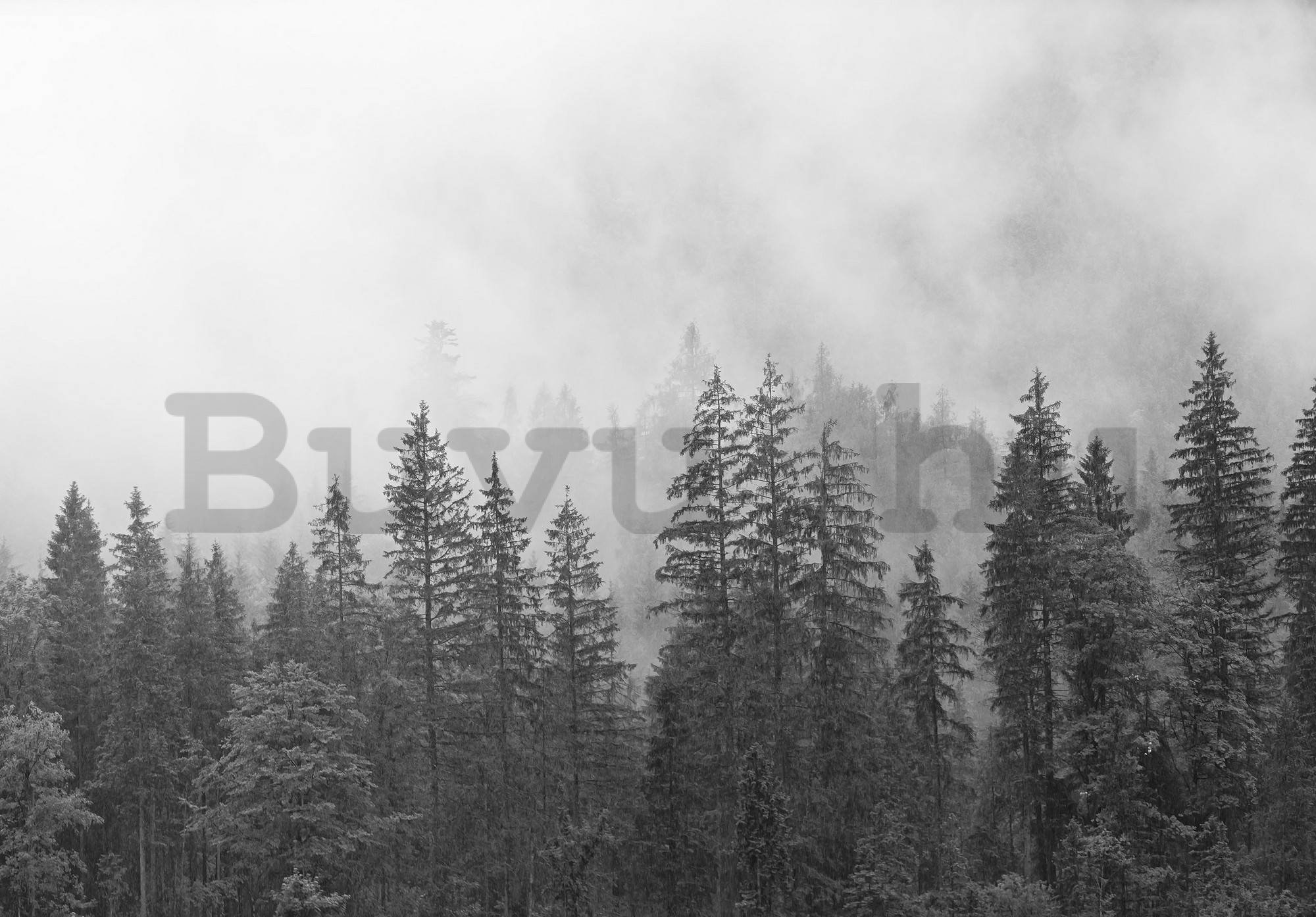 Vlies fotótapéta: Köd a fekete-fehér erdő felett - 104x70,5 cm