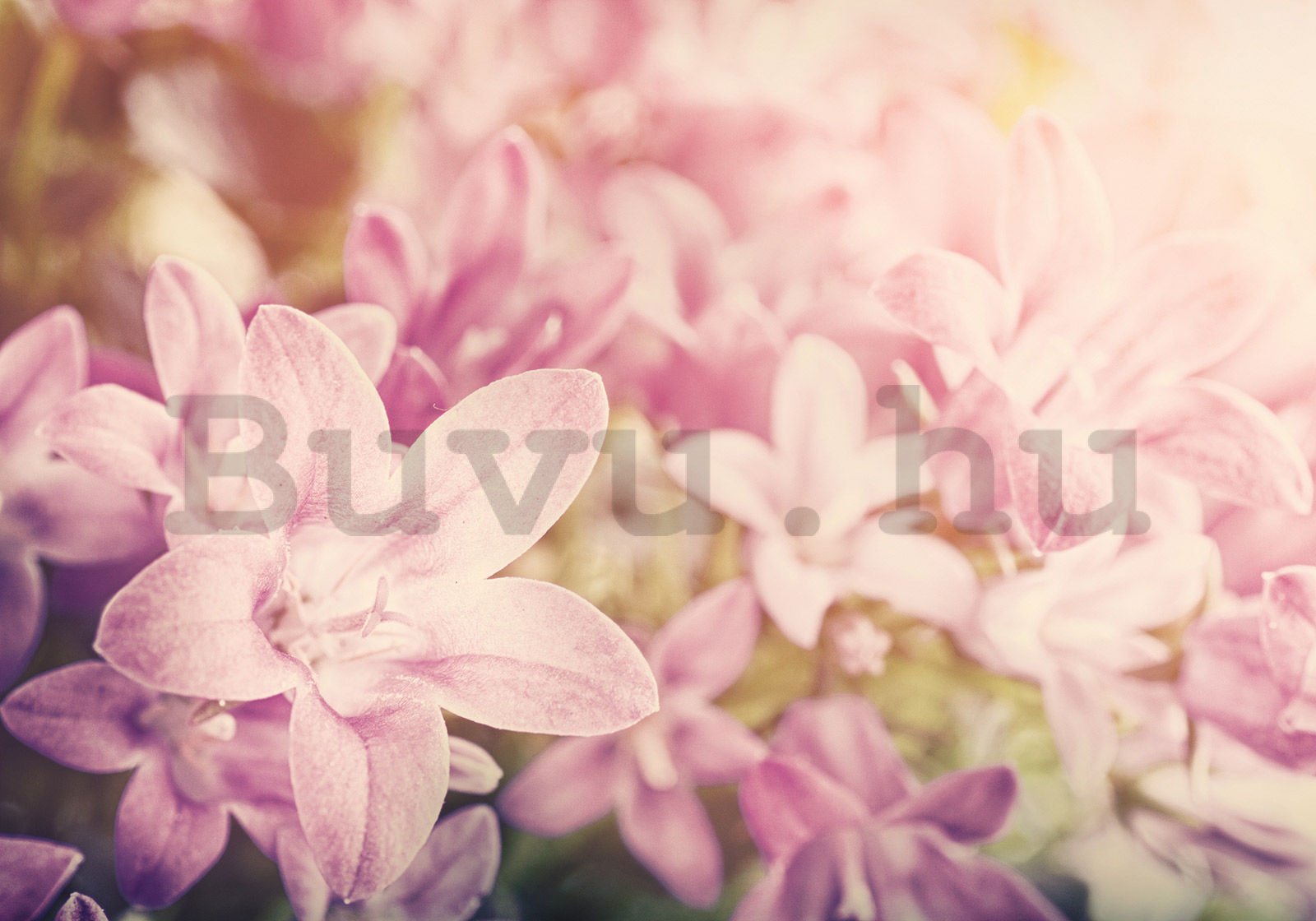 Vlies fotótapéta: Rózsaszín orchideák (2) - 300x210 cm