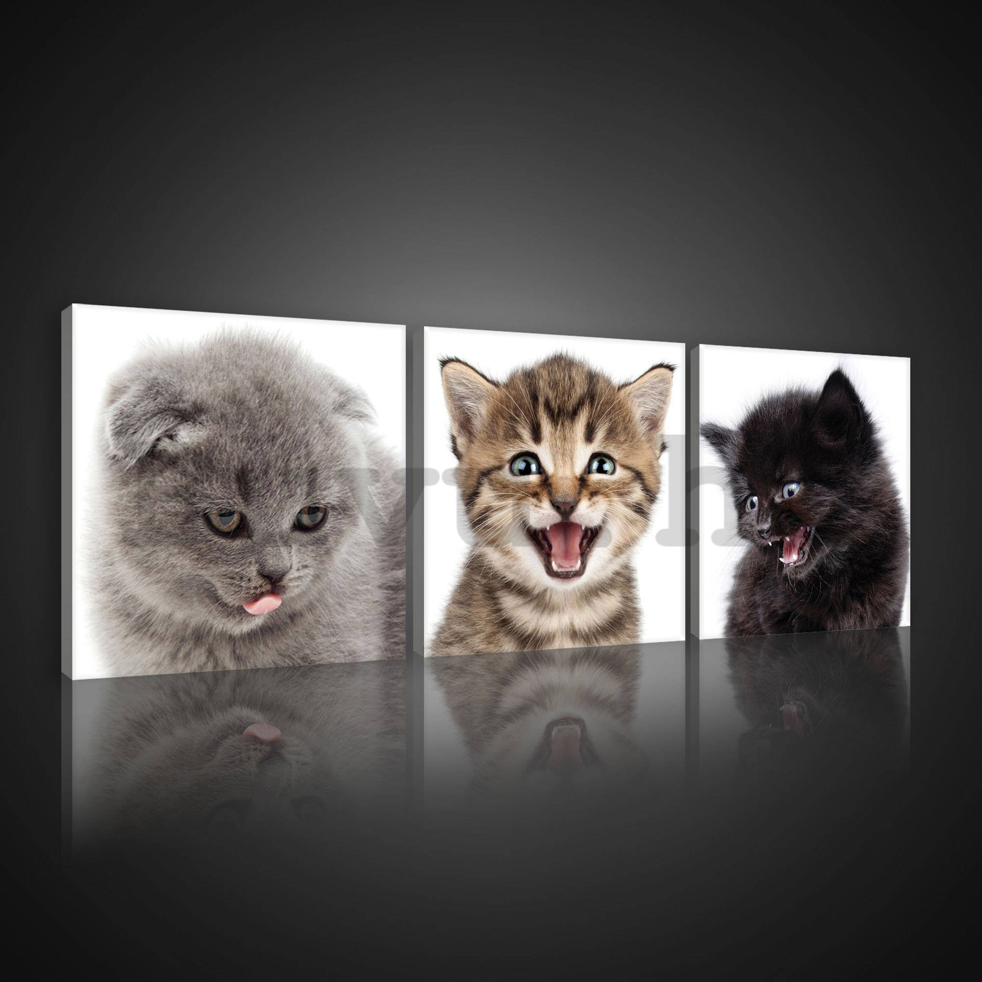 Vászonkép: Kittens (1) - készlet 3db 25x25cm