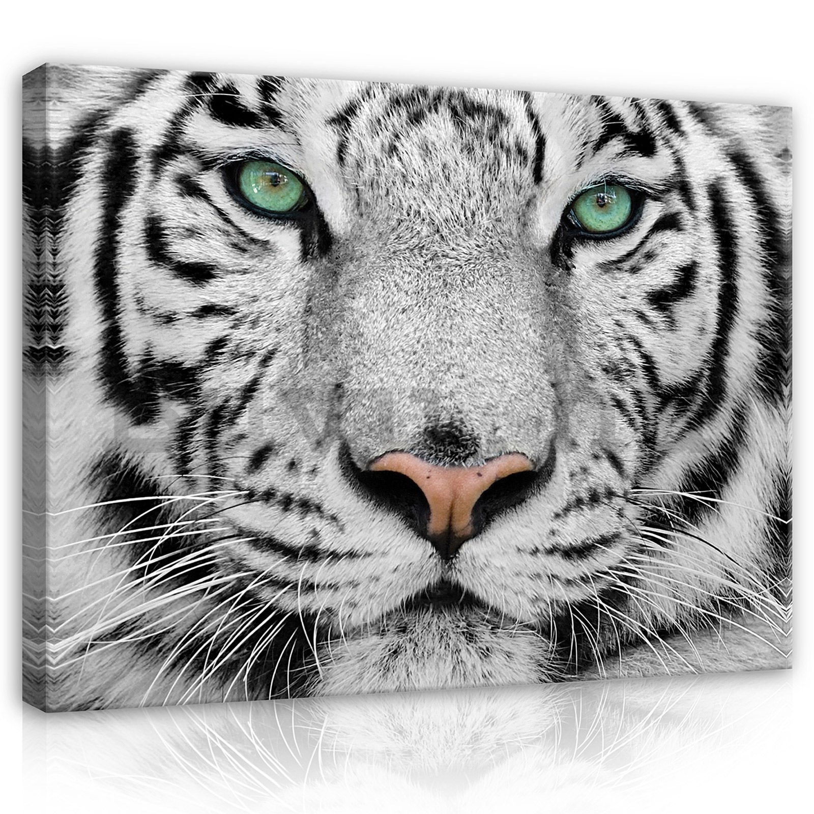 Vászonkép: Fehér tigris - 80x60 cm