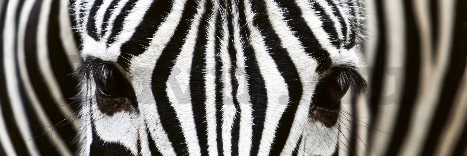 Öntapadós mosható fotófotótapéta konyhába - Zebra, 180x60 cm