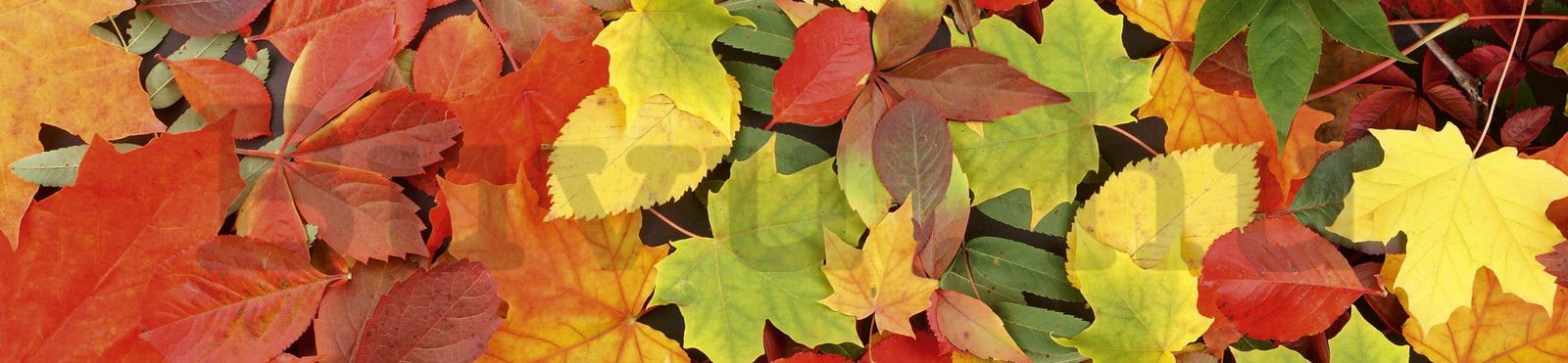Öntapadós mosható fotótapéta konyhába - Őszi levelek, 260x60 cm