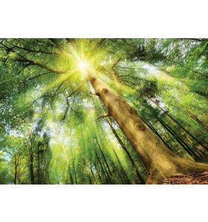 Fotótapéta: Napfény az erdőben (1) - 254x368 cm