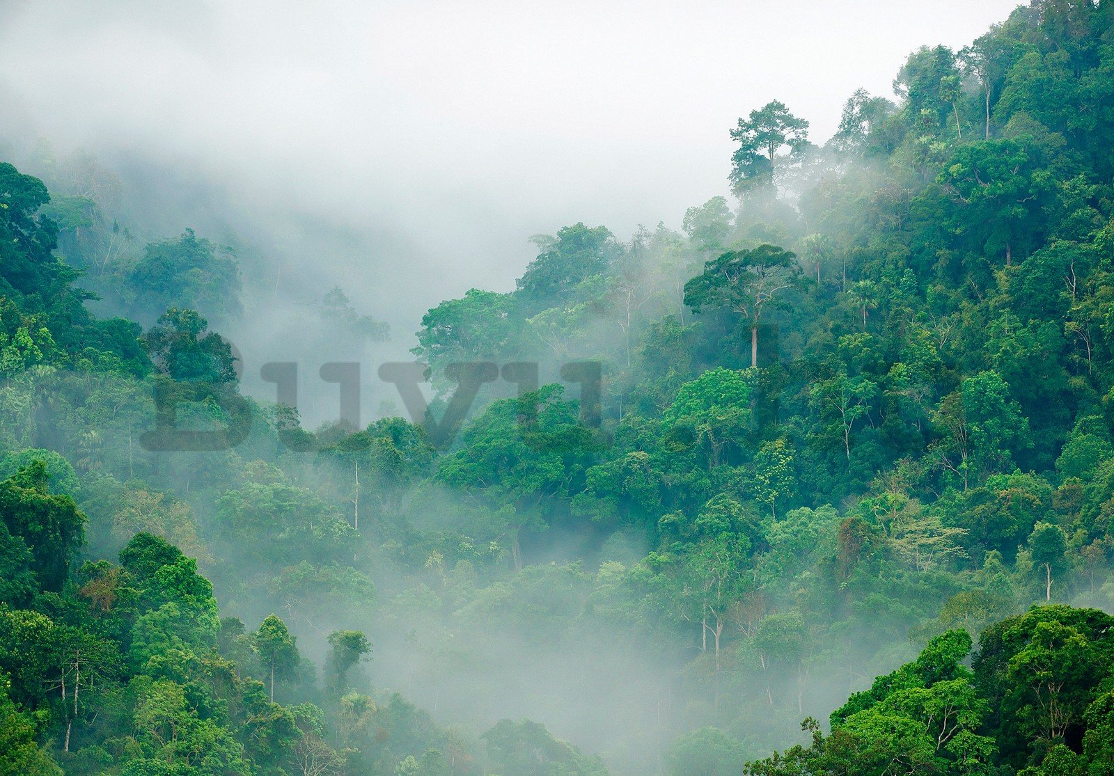 Vlies fotótapéta: Esőerdő - 254x184 cm