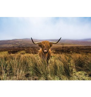 Vlies fotótapéta: Skót-felföldi marha (1) - 254x184 cm