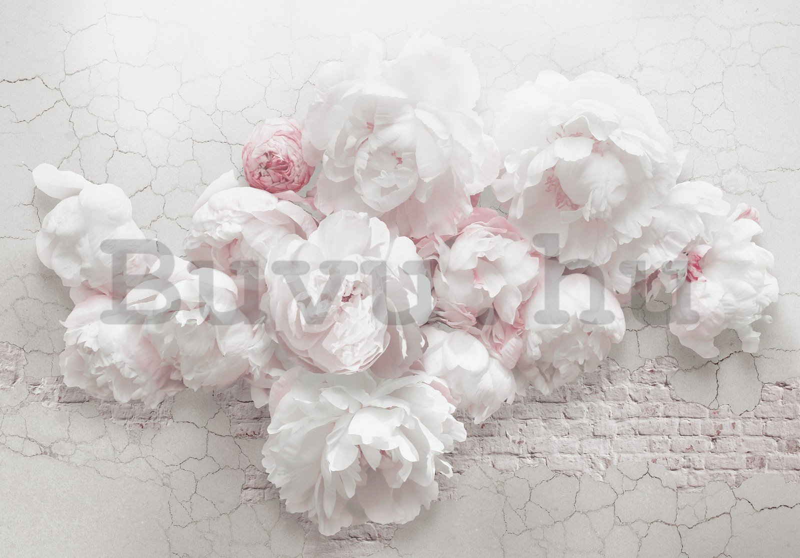 Vlies fotótapéta: Fehér rózsák a falon - 254x184 cm