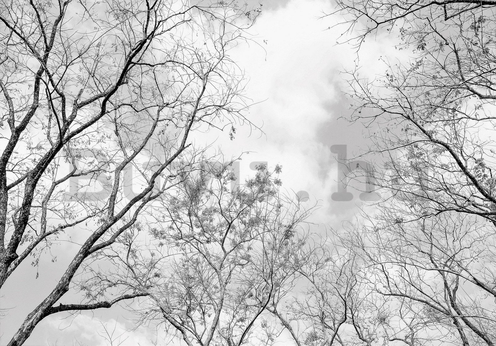 Vlies fotótapéta: Téli égbolt - 254x184 cm