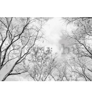 Vlies fotótapéta: Téli égbolt - 254x184 cm