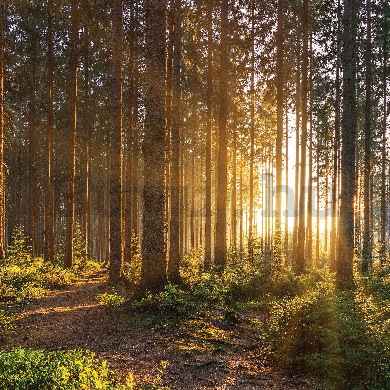 Vlies fotótapéta: Naplemente az erdőben (2) - 254x184 cm