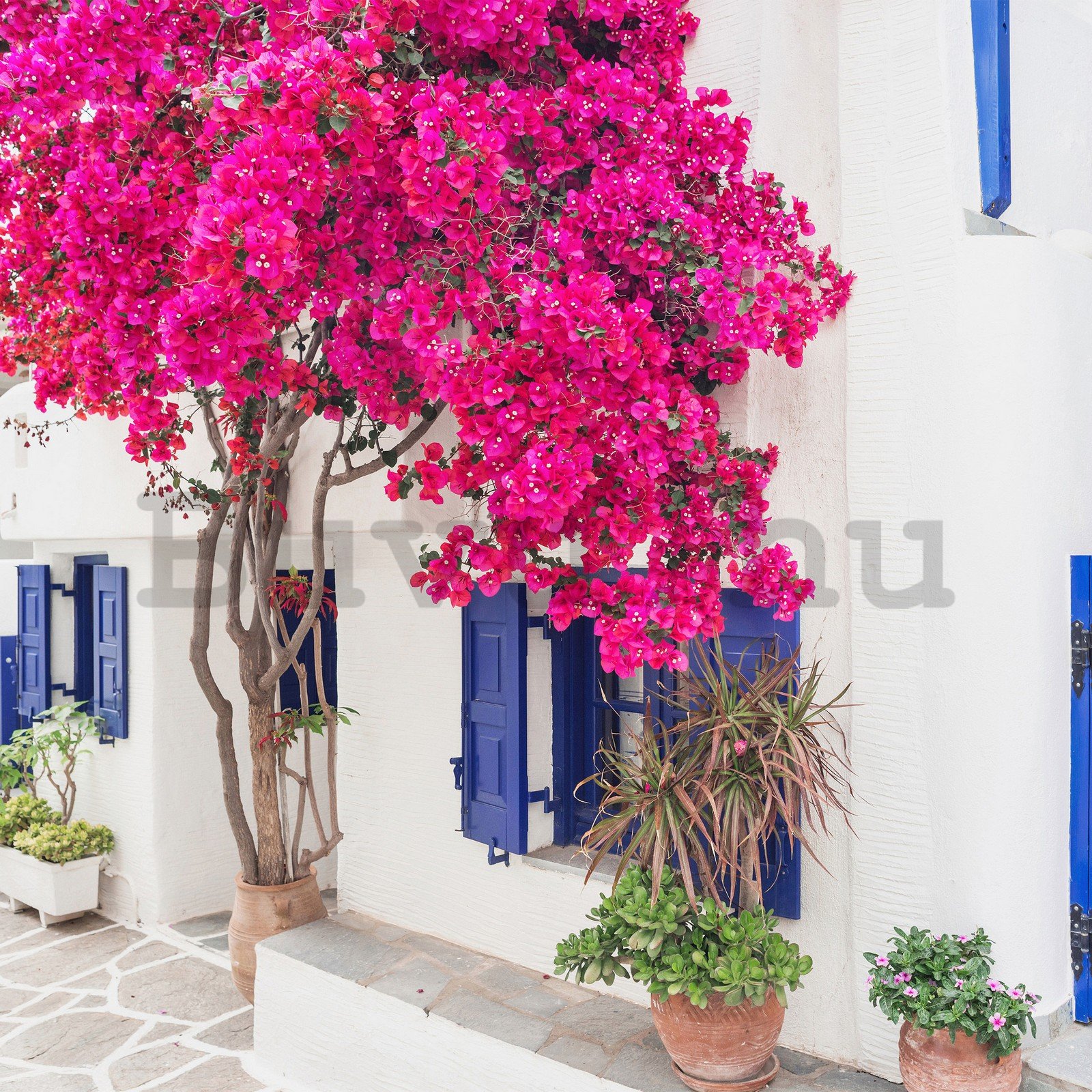 Vlies fotótapéta: Görög utcai virágok (3) - 254x184 cm