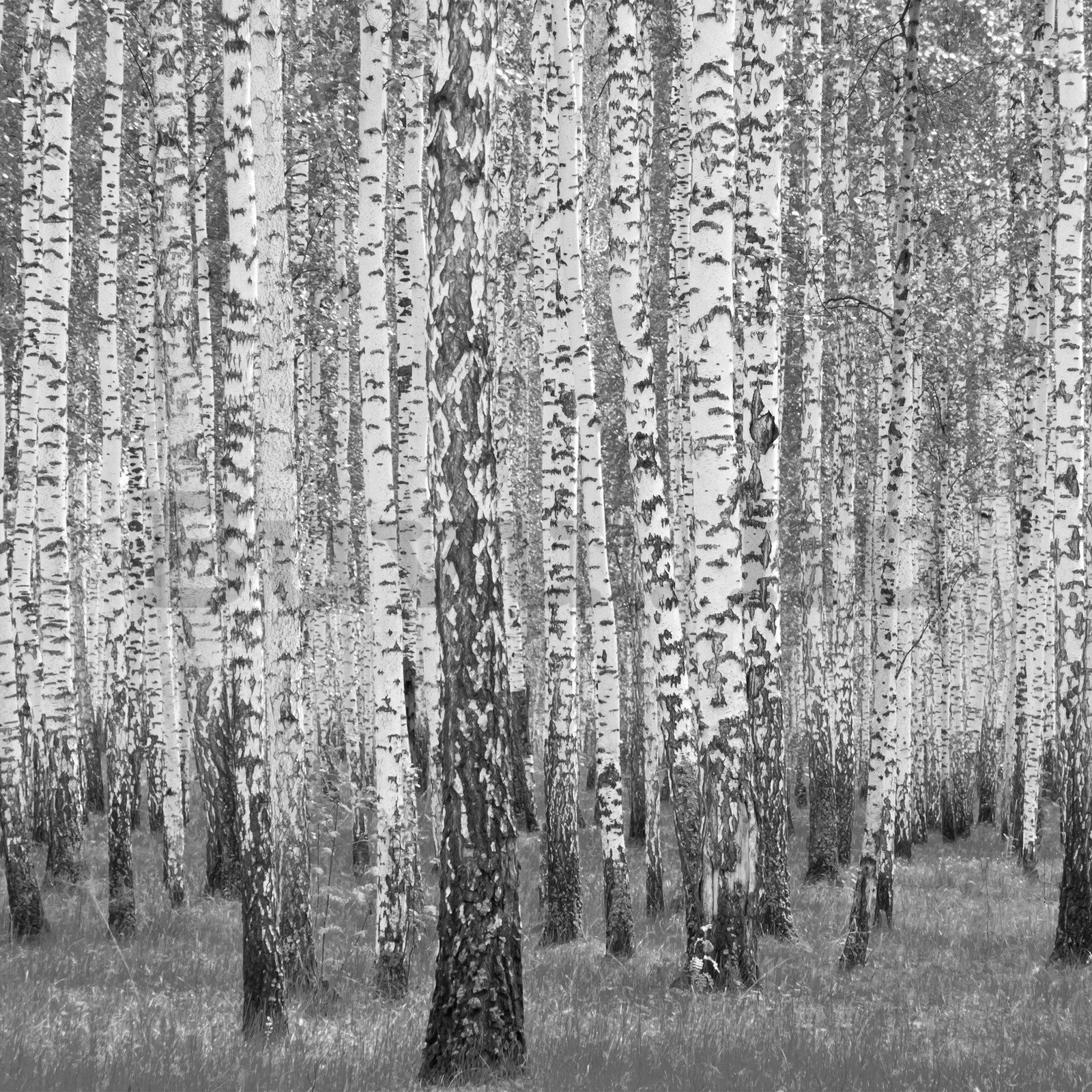 Vlies fotótapéta: Fekete-fehér nyírfák - 254x184 cm