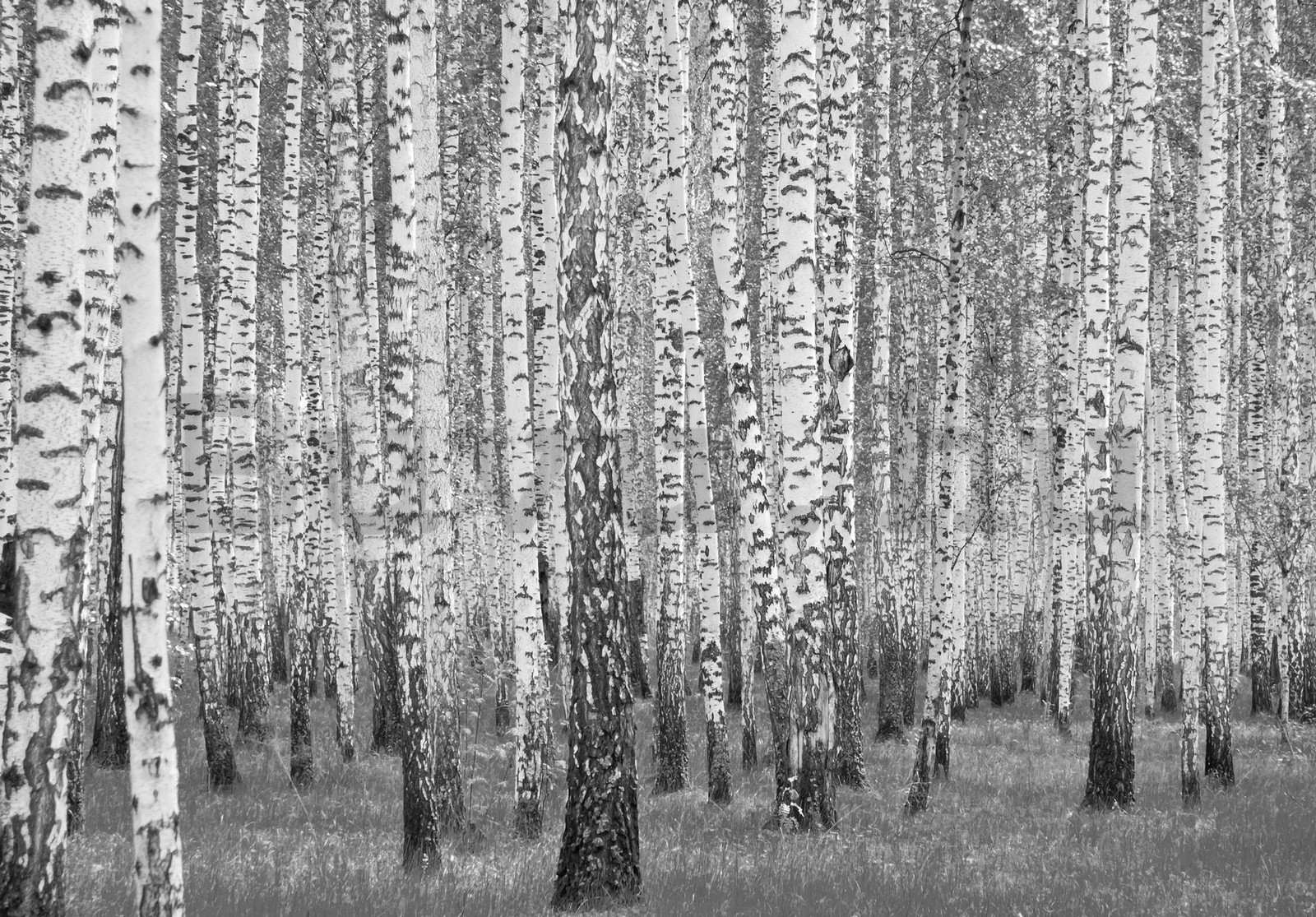 Vlies fotótapéta: Fekete-fehér nyírfák - 254x184 cm