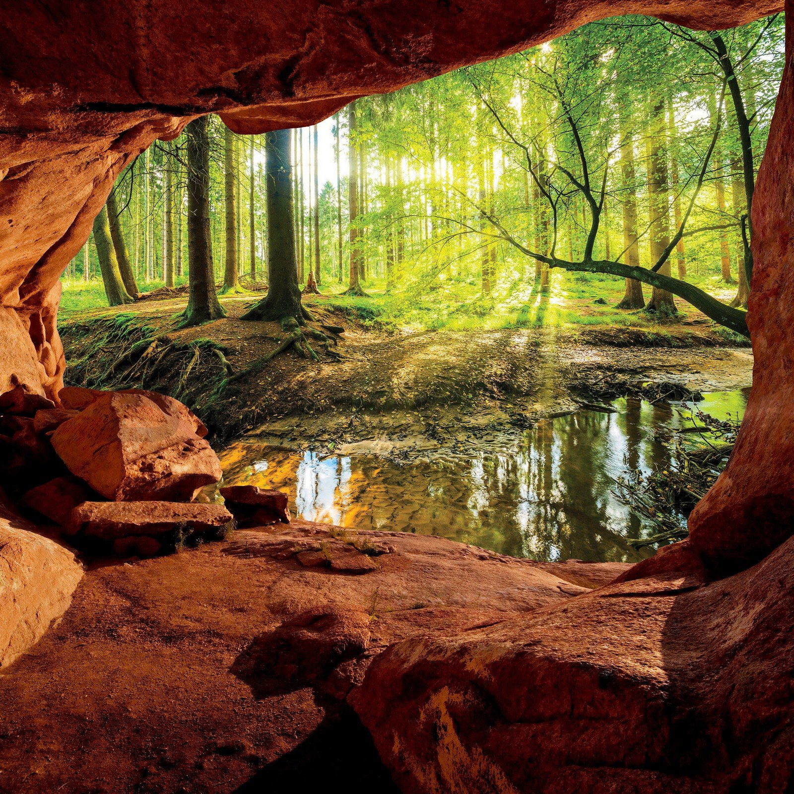 Vlies fotótapéta: Barlang az ártéri erdő mellett - 254x184 cm
