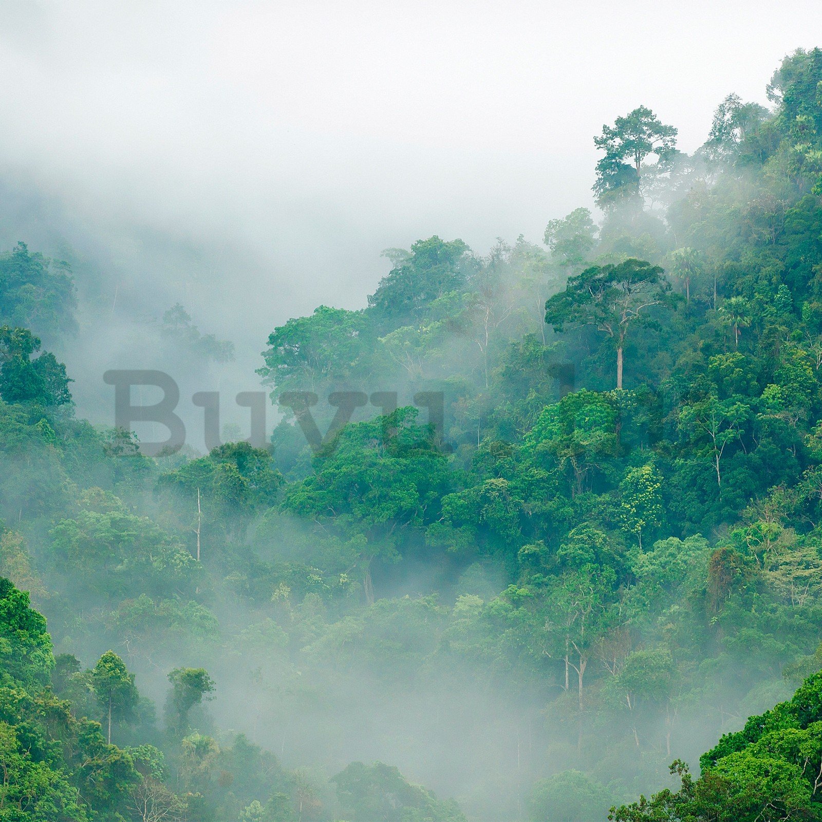 Vlies fotótapéta: Esőerdő - 368x254 cm