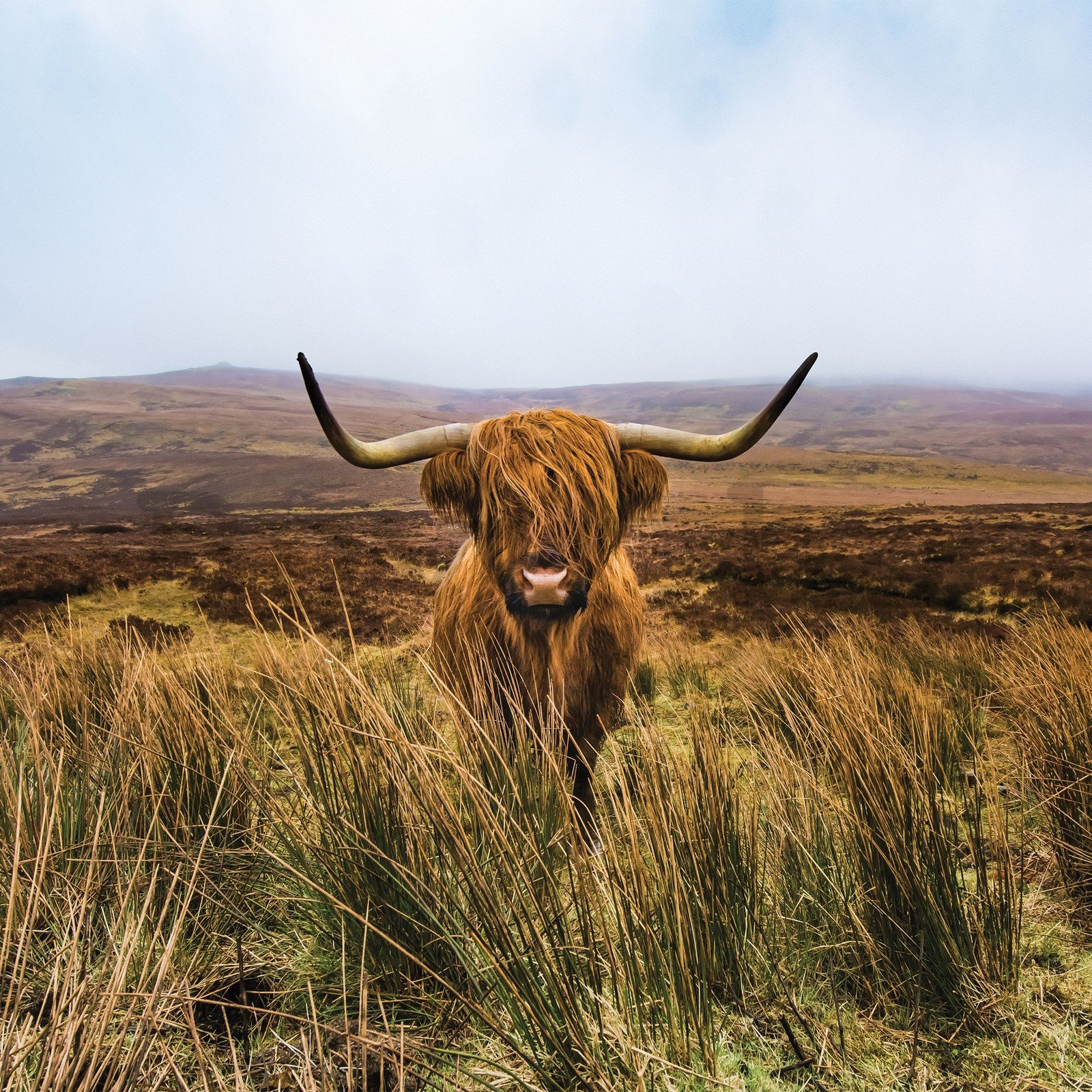 Vlies fotótapéta: Skót-felföldi marha (1) - 368x254 cm