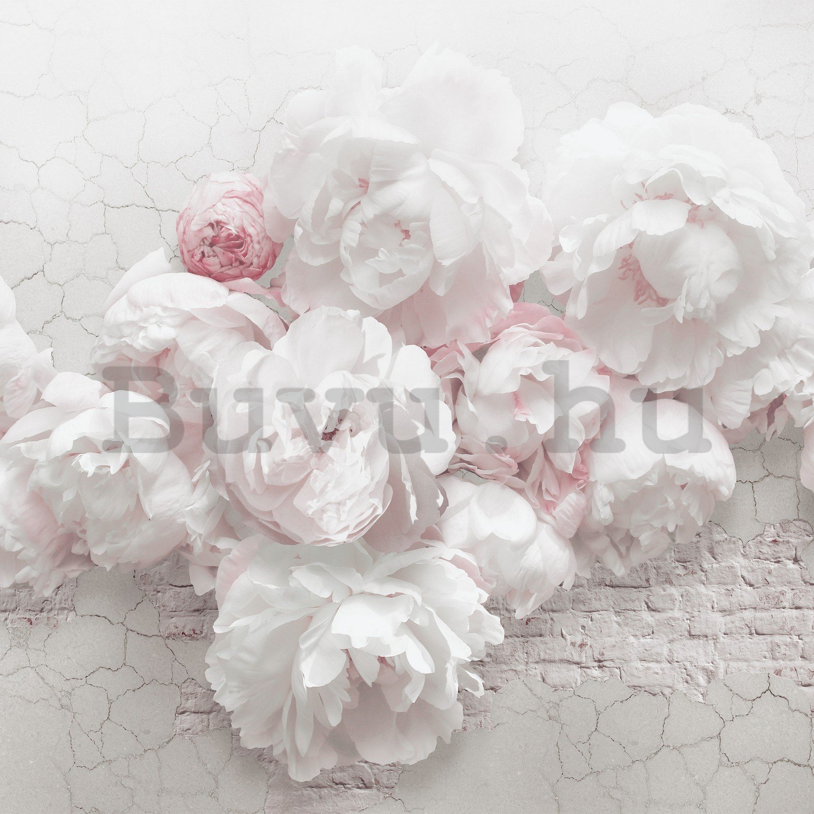 Vlies fotótapéta: Fehér rózsák a falon - 368x254 cm