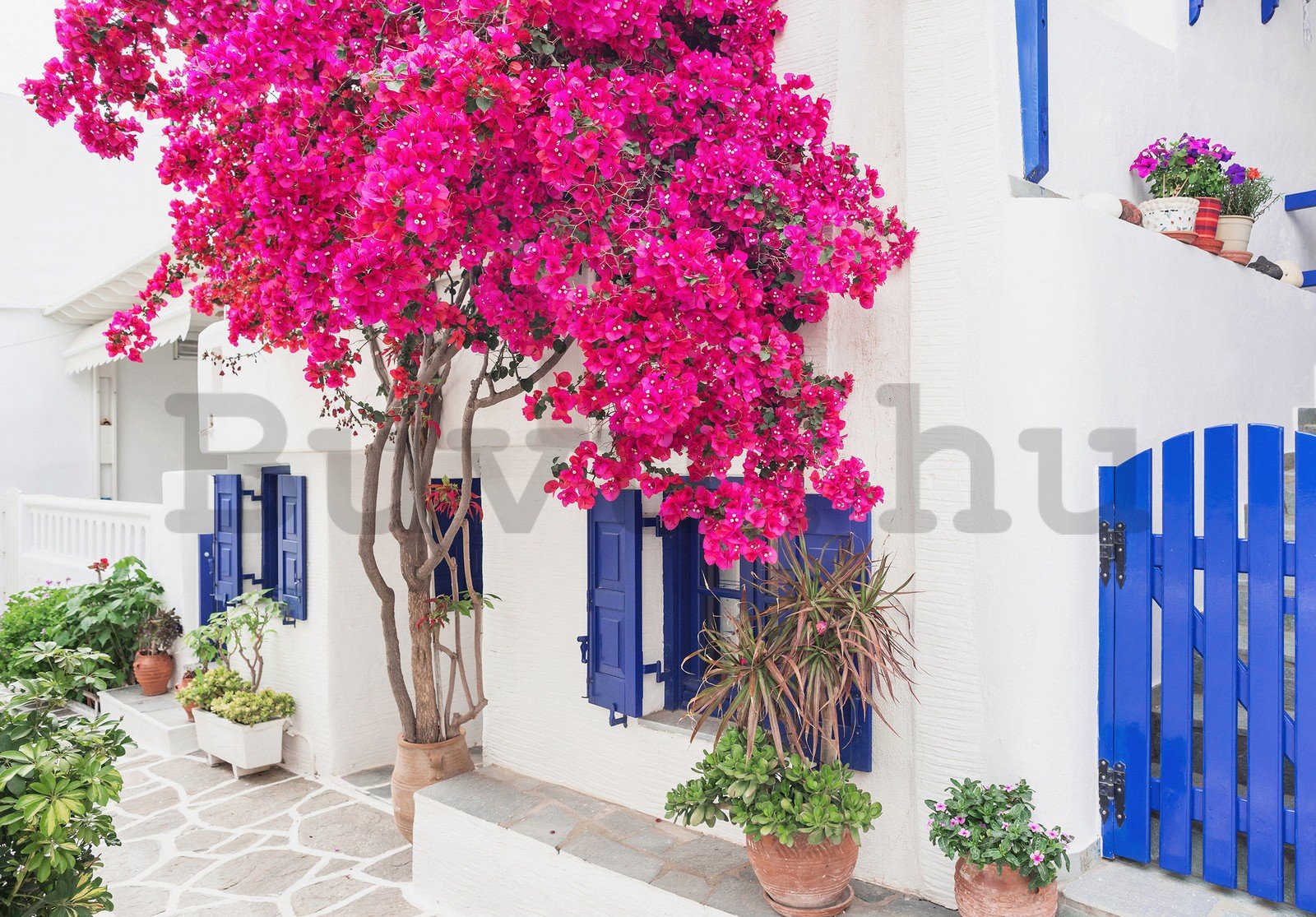 Vlies fotótapéta: Görög utcai virágok (3) - 152,5x104 cm