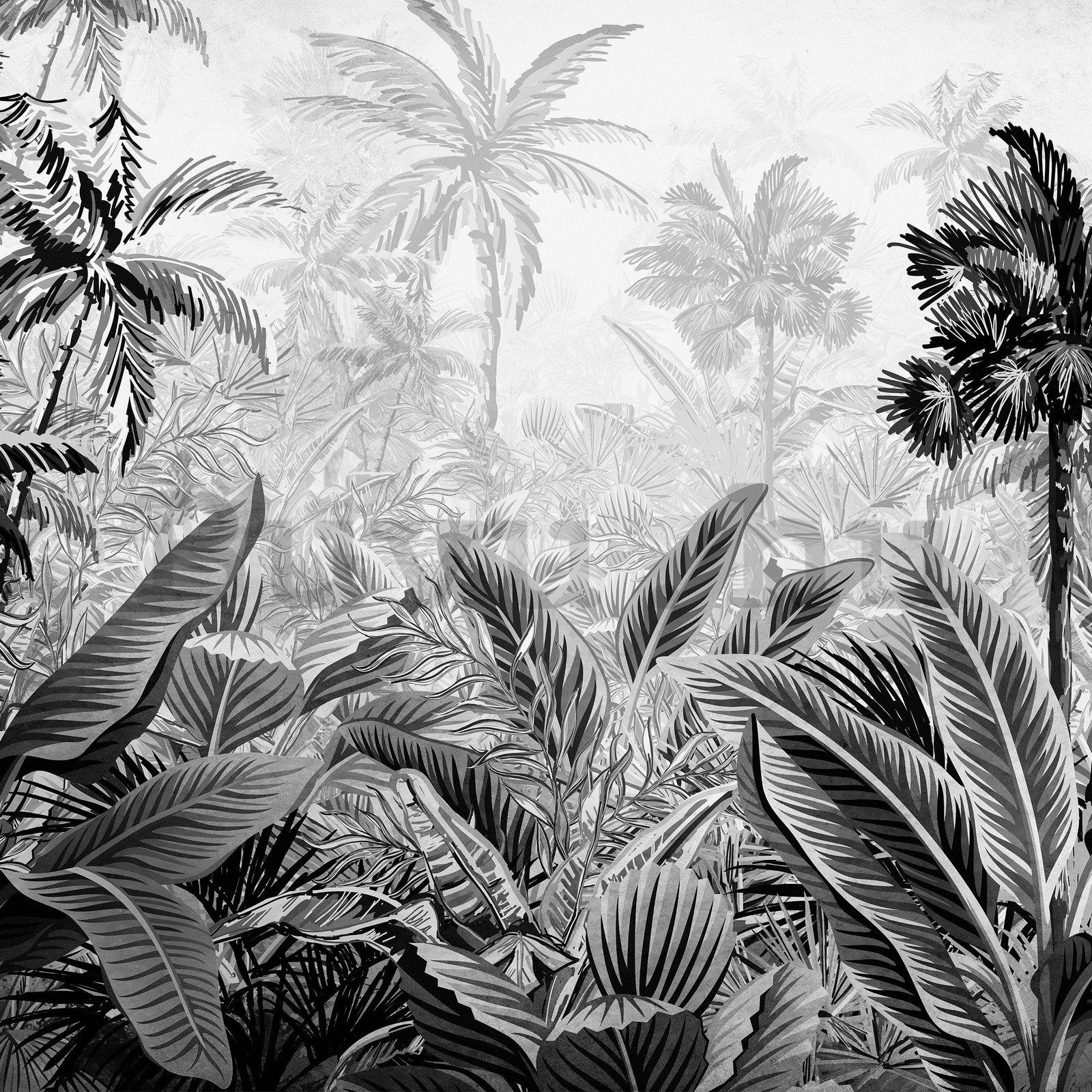 Vlies fotótapéta: Pálmafák és páfrányok (fekete-fehér) - 416x254 cm