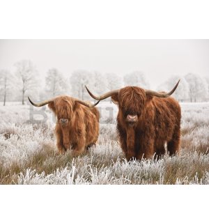 Vlies fotótapéta: Skót-felföldi marha (2) - 416x254 cm