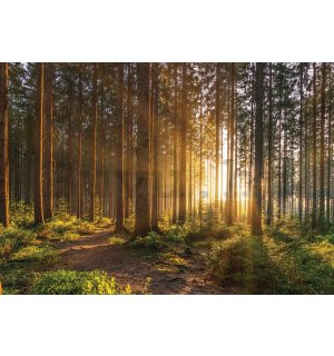 Vlies fotótapéta: Naplemente az erdőben (2) - 416x254 cm