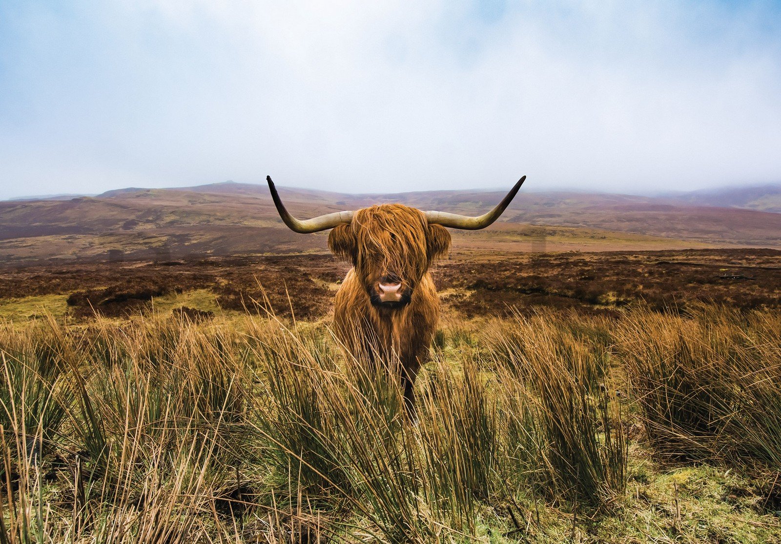 Vlies fotótapéta: Skót-felföldi marha (1) - 152,5x104 cm