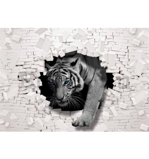 Vlies fotótapéta: Tigris a falról - 254x184 cm