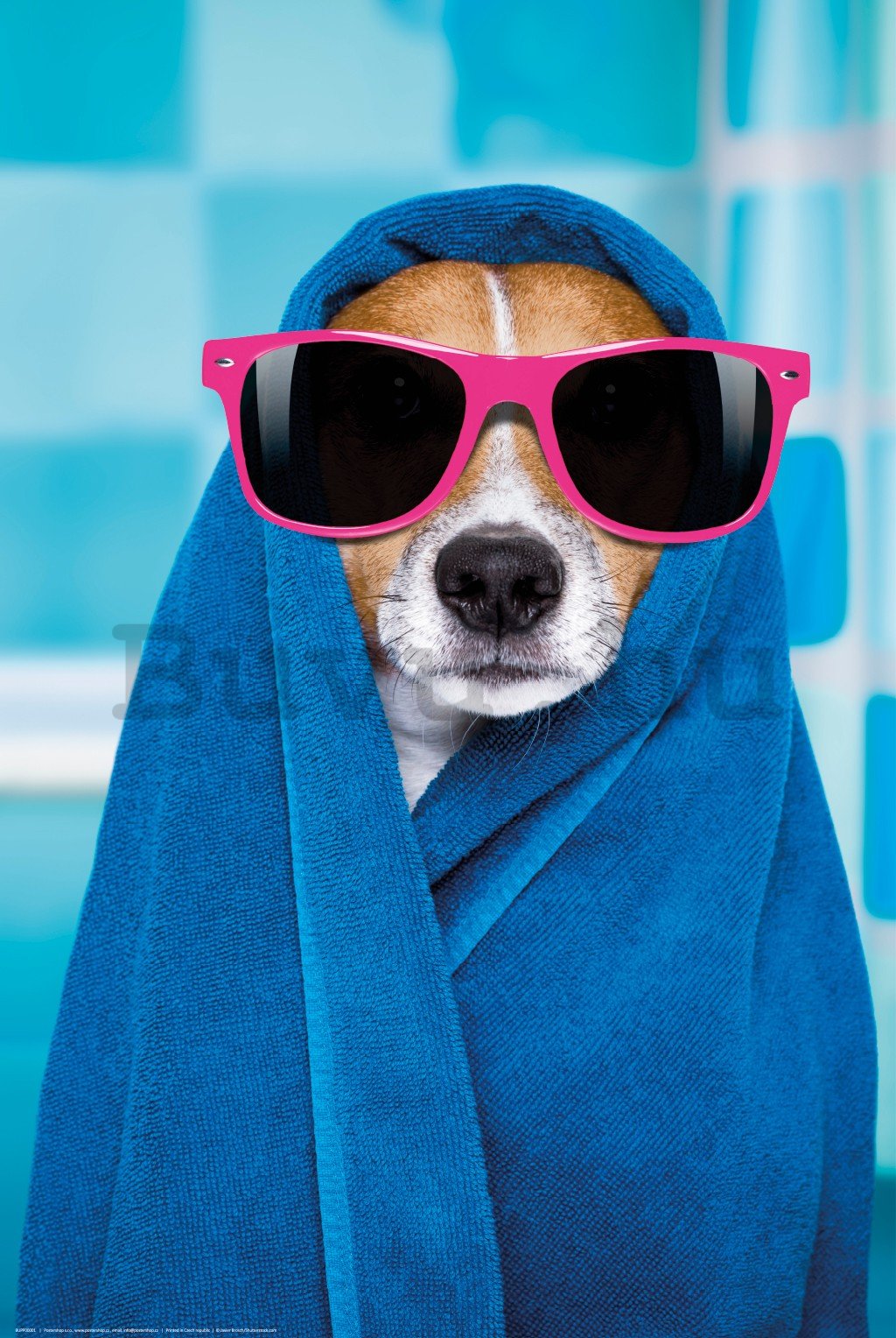 Poster: Jack Russell terrier (wellnessért)