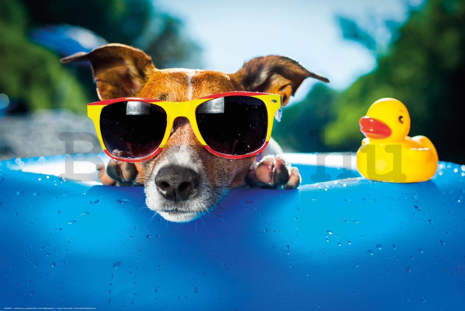 Poster: Jack Russell Terrier (pihenés a medencében)