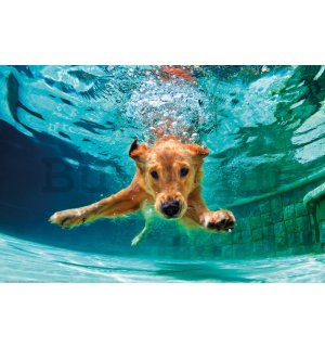 Poster: Kutya a víz alatt