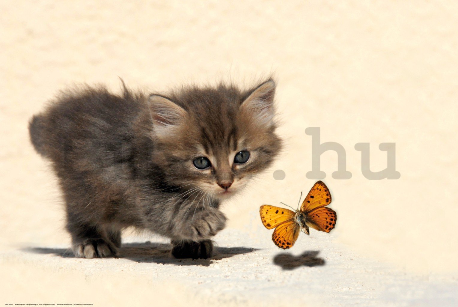 Poster: Cica és pillangó