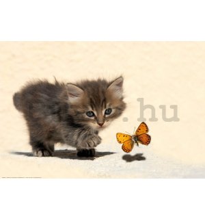 Poster: Cica és pillangó