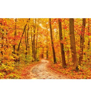 Poster: Őszi színek (erdő)