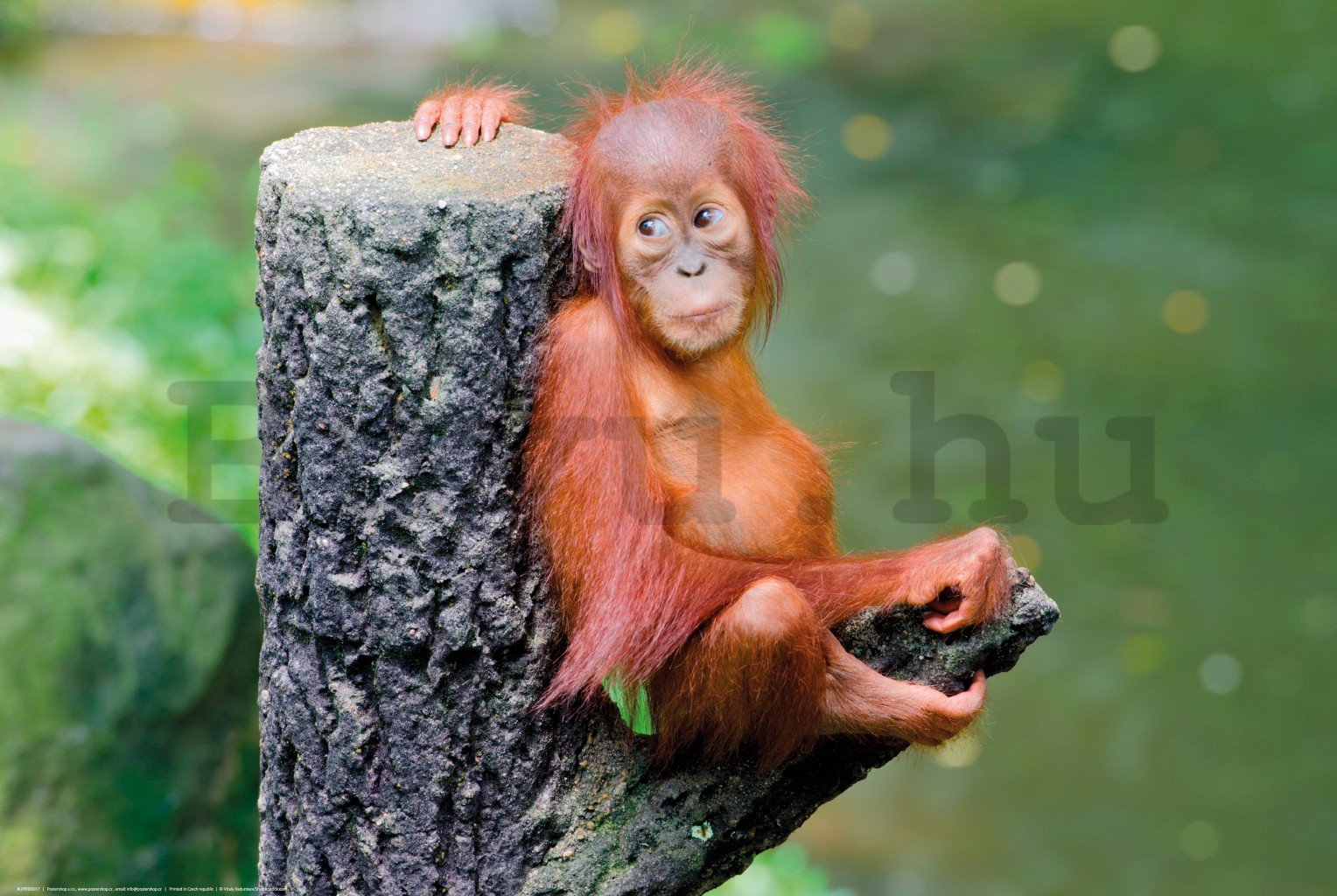 Poster: Orangután kölyök