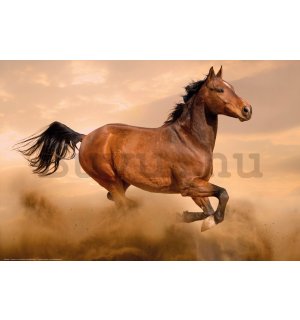 Poster: Galoppáló ló (1)