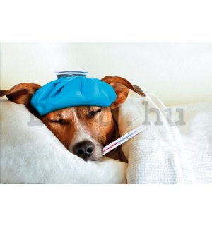 Poster: Jack Russell terrier (betegség)