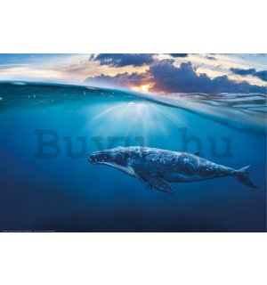 Poster: Óriásbálna (kék bálna)