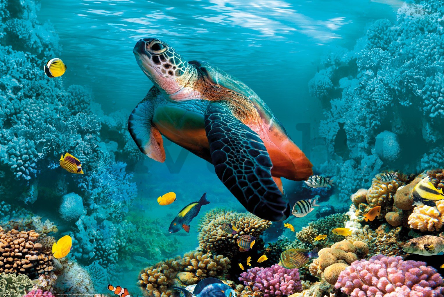 Poster: Víz alatti élet (teknős és korallok)