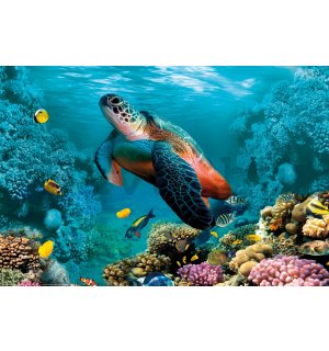 Poster: Víz alatti élet (teknős és korallok)