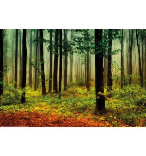 Poster: Köd a zöld erdőben
