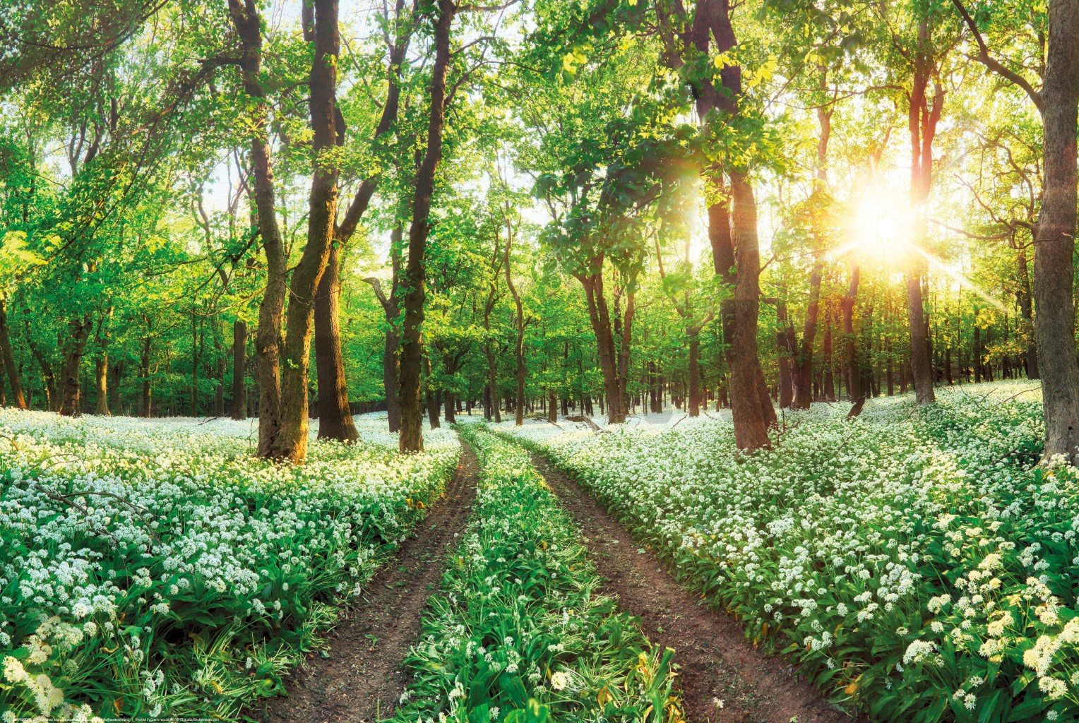 Poster: Virágzó erdei ösvény