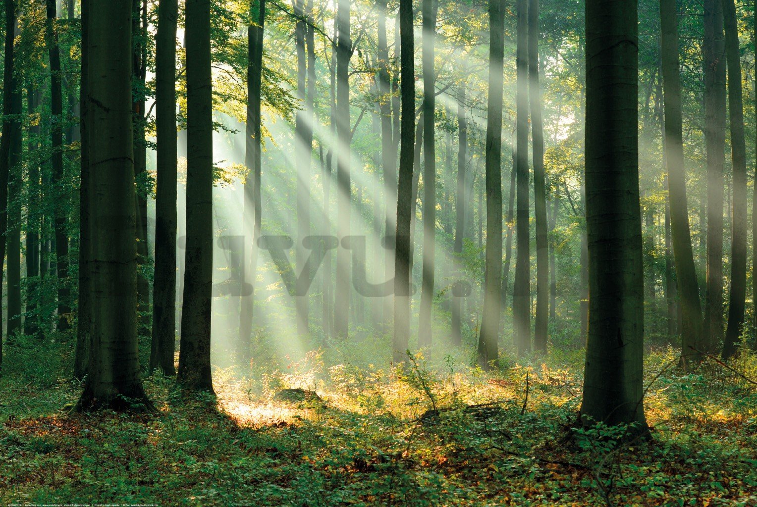 Poster: Fénysugarak egy zöld erdőben