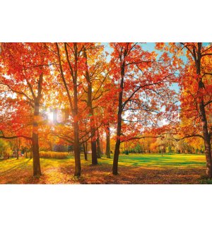 Poster: A nap az őszi parkban