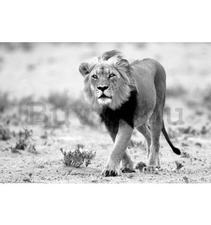 Poster: Fekete-fehér oroszlán, Kalahári sivatag