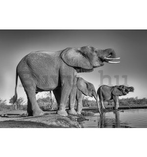 Poster: Elefántok az itatónál