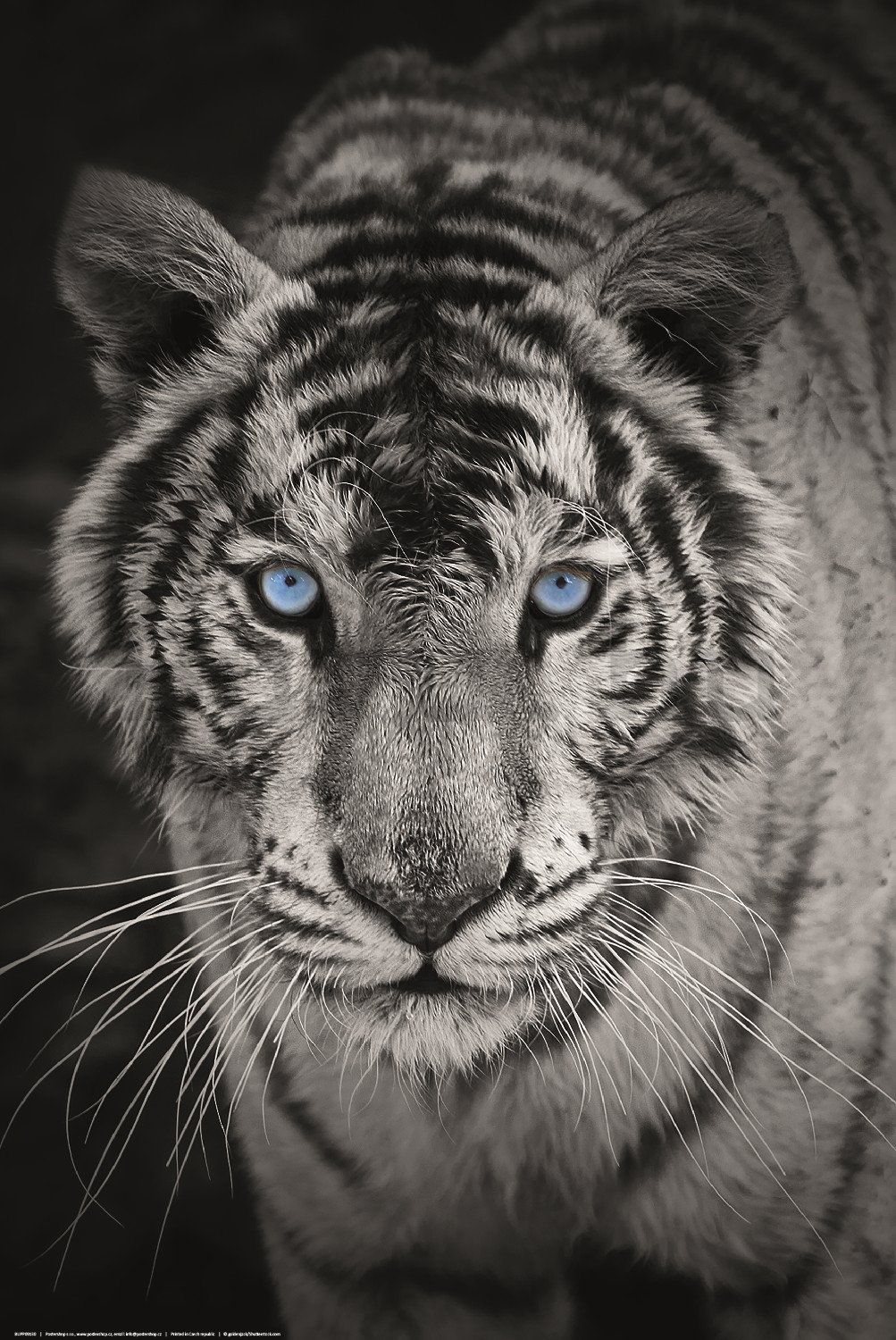 Poster: Fehér tigris (fekete-fehér)