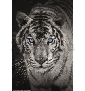Poster: Fehér tigris (fekete-fehér)