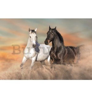 Poster: Galoppozó lovak a homokban