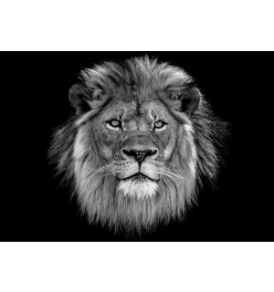 Vlies fotótapéta: Fekete-fehér oroszlán - 152,5x104 cm