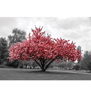 Vlies fotótapéta: Egy virágzó fa - 254x184 cm