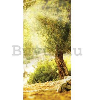 Vlies fotótapéta: Nap a fák között - 100x211 cm